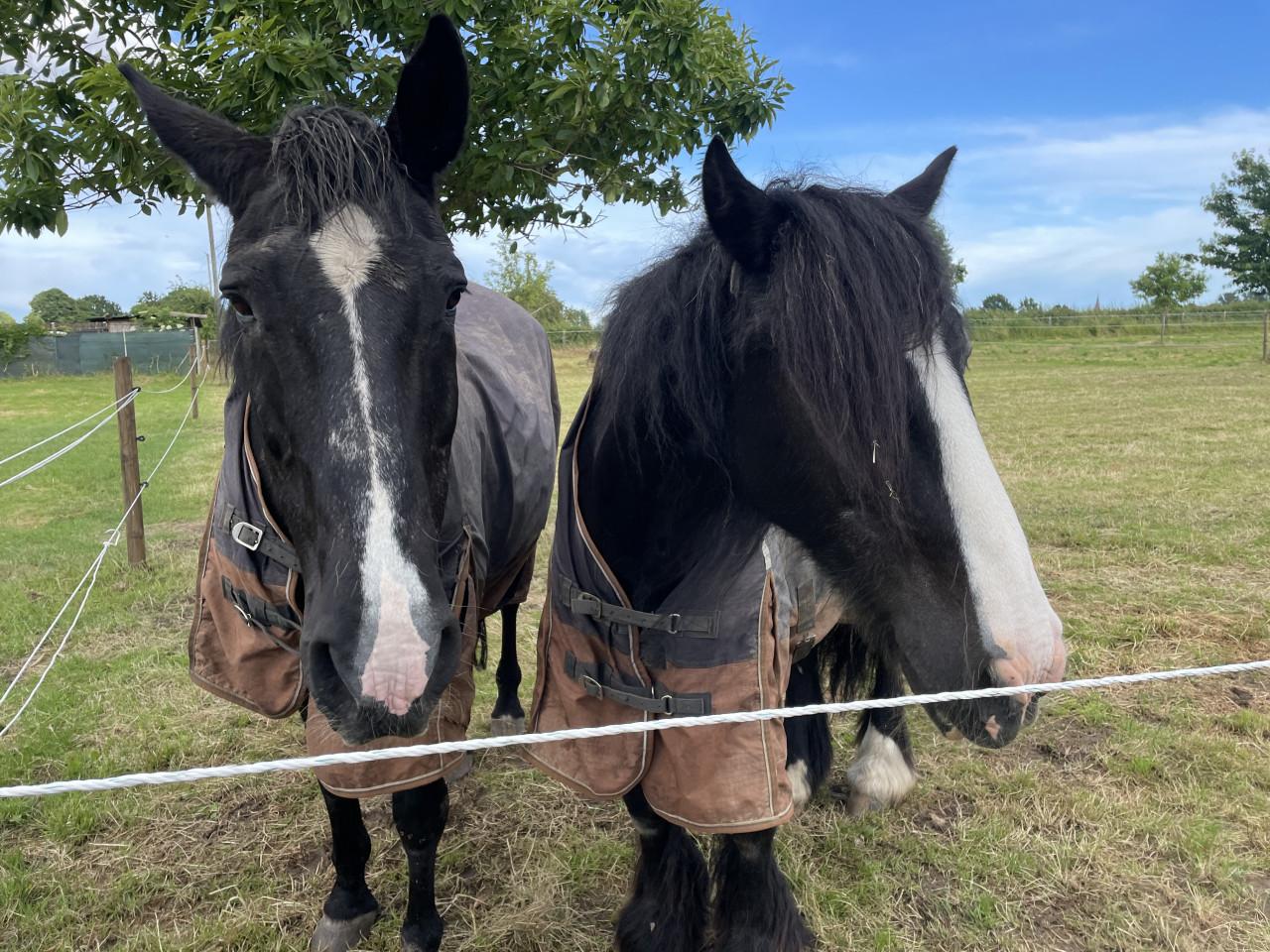 Gezocht stalling voor 2 paarden