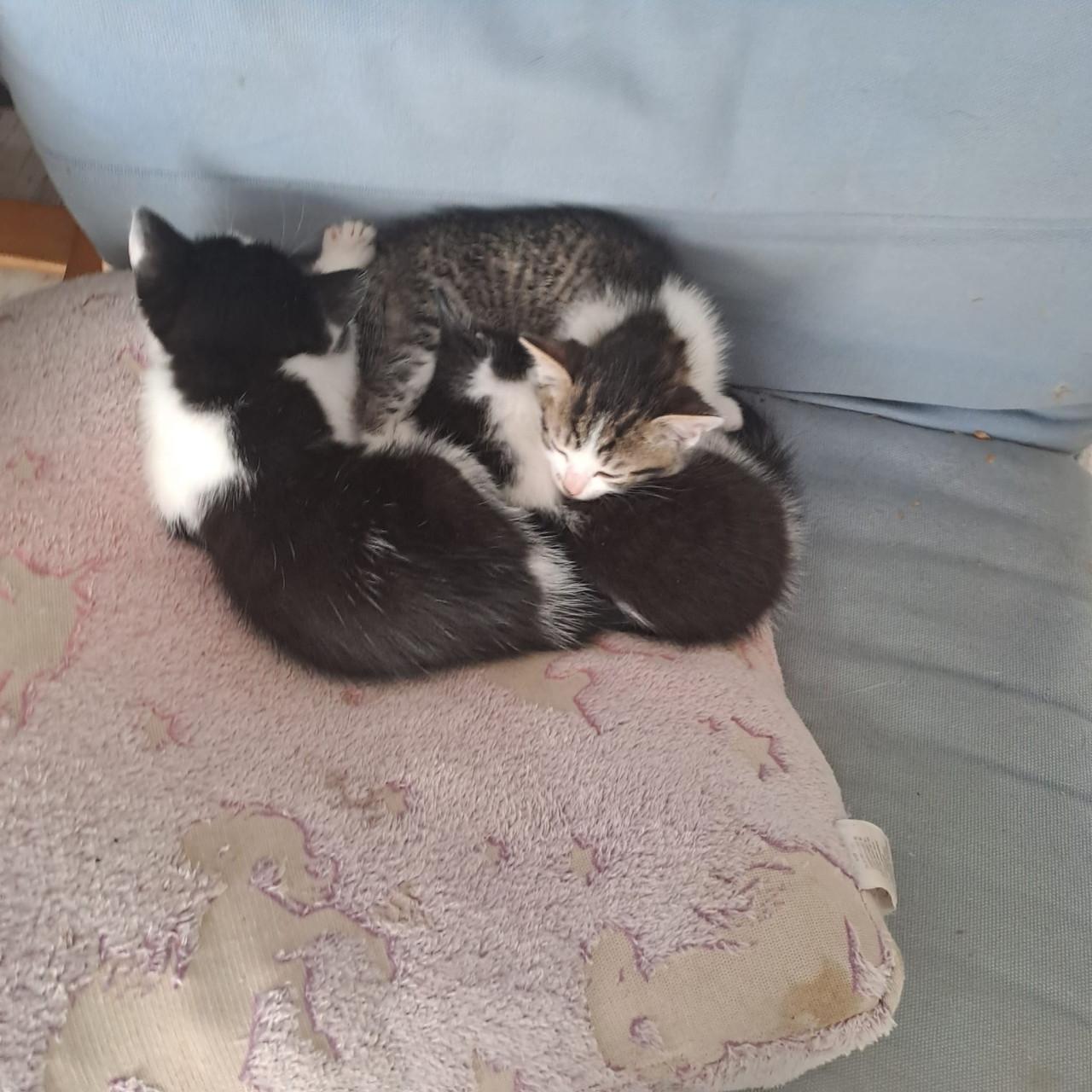 Kittens