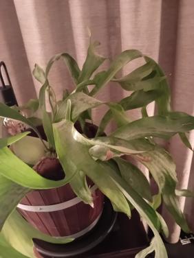 Prachtige grote hersthoorn