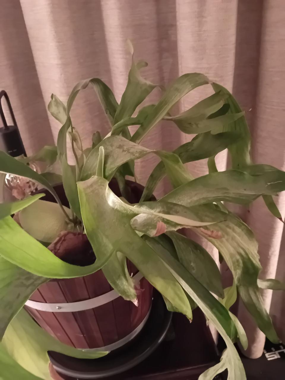 Prachtige grote hersthoorn