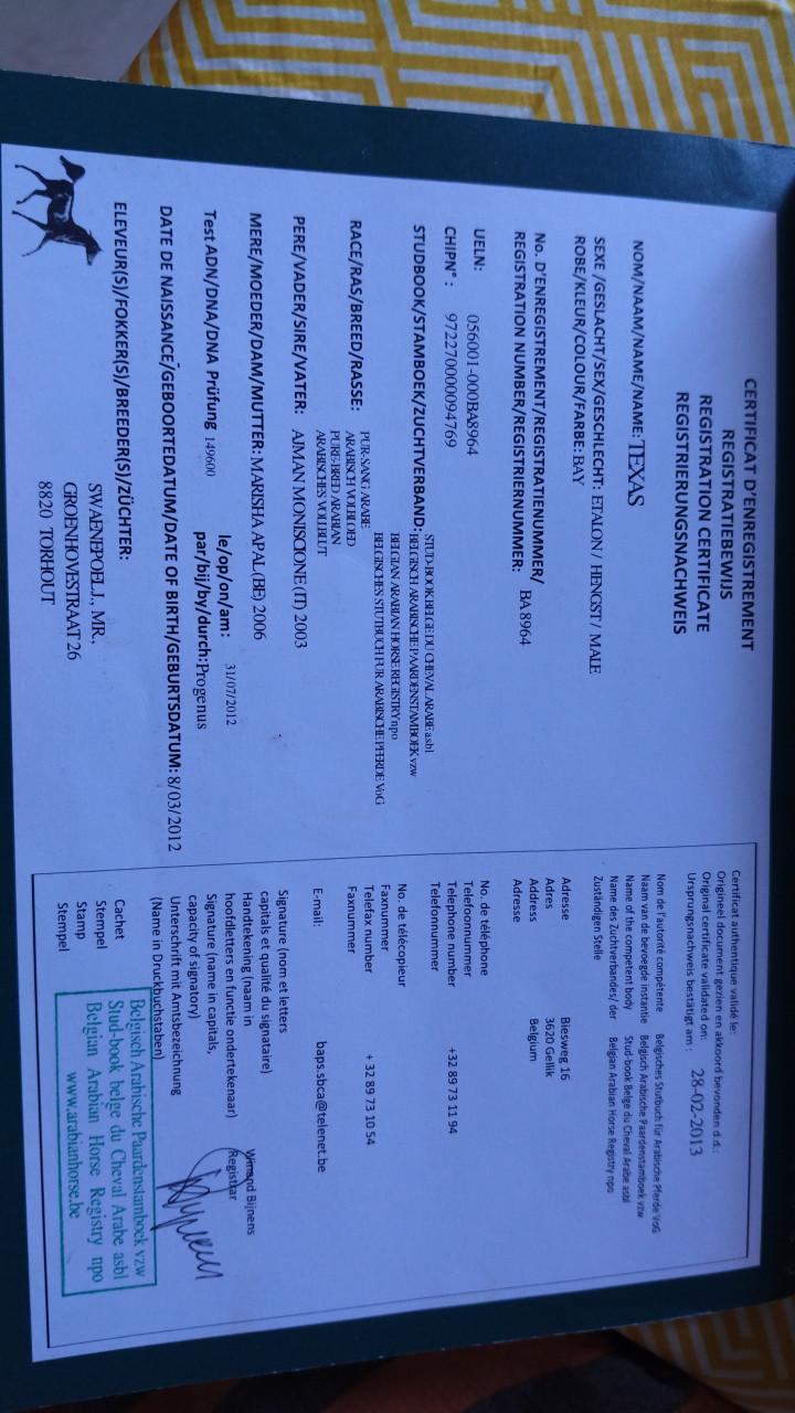 Arabisch volbloed ruin te koop