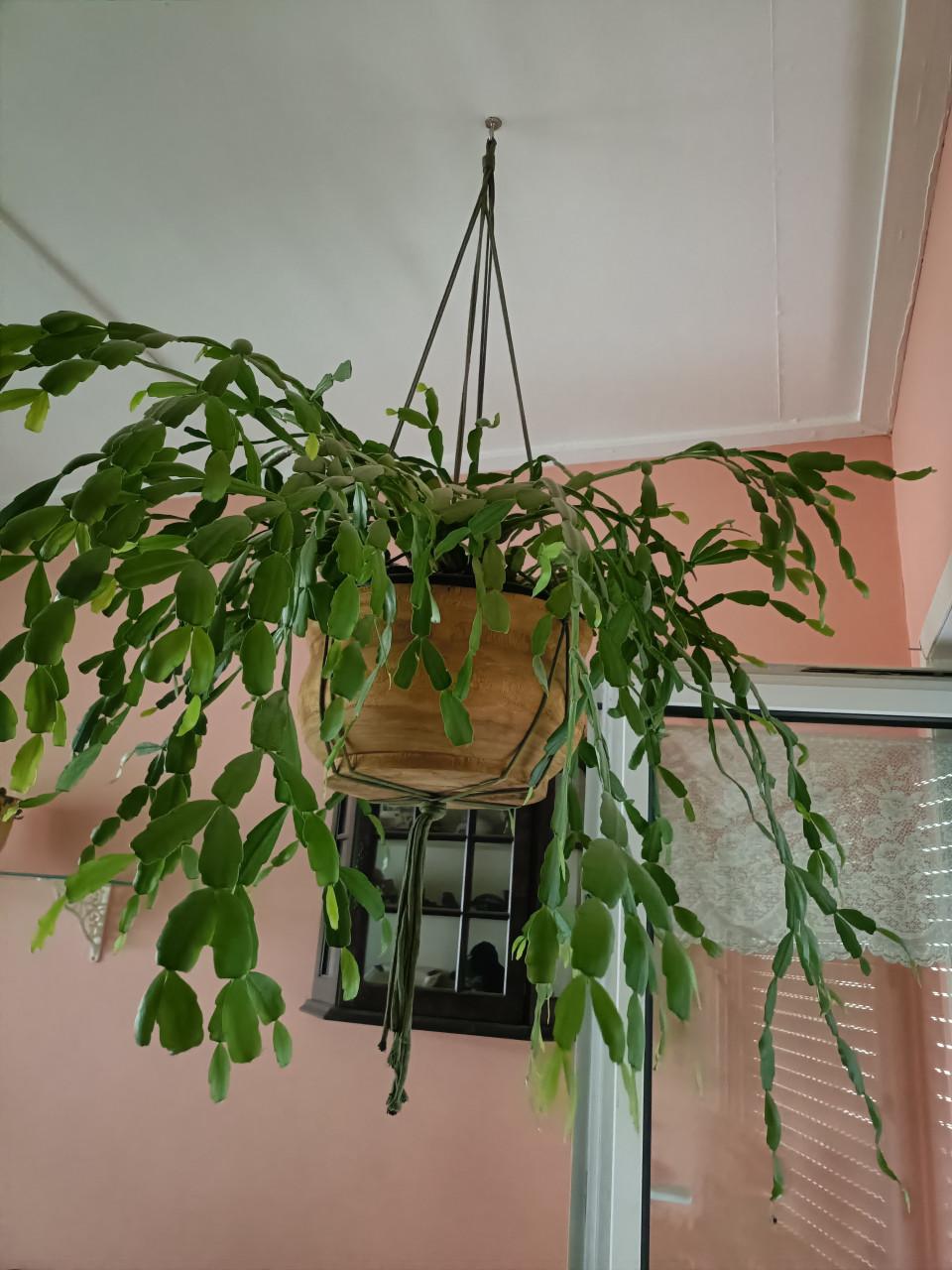 Grote lidcactus kerst bloeit rose