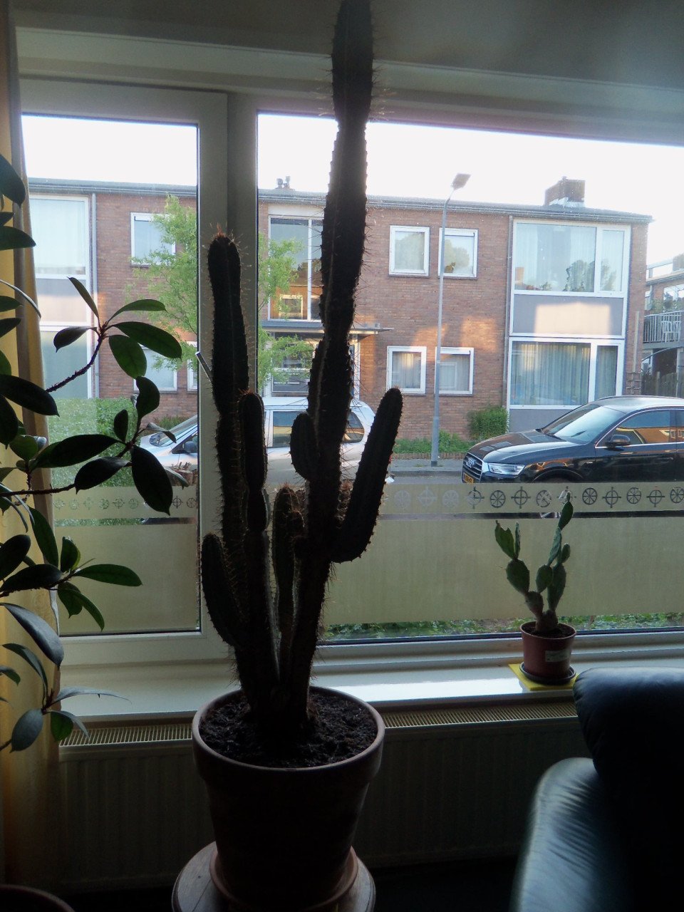 CACTUS 34 JAAR OUD,120 CM HOOG
