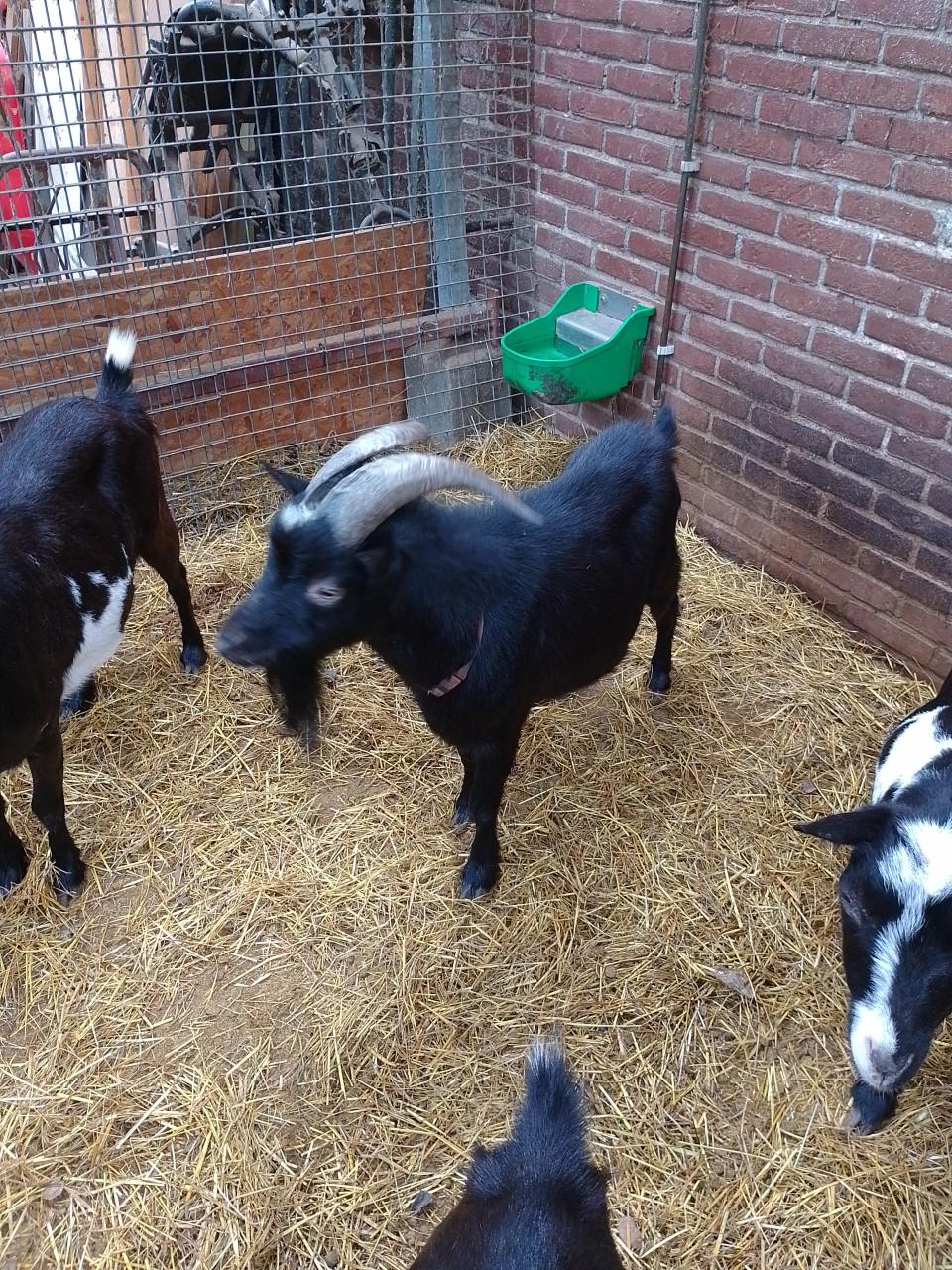Jong lief bokje