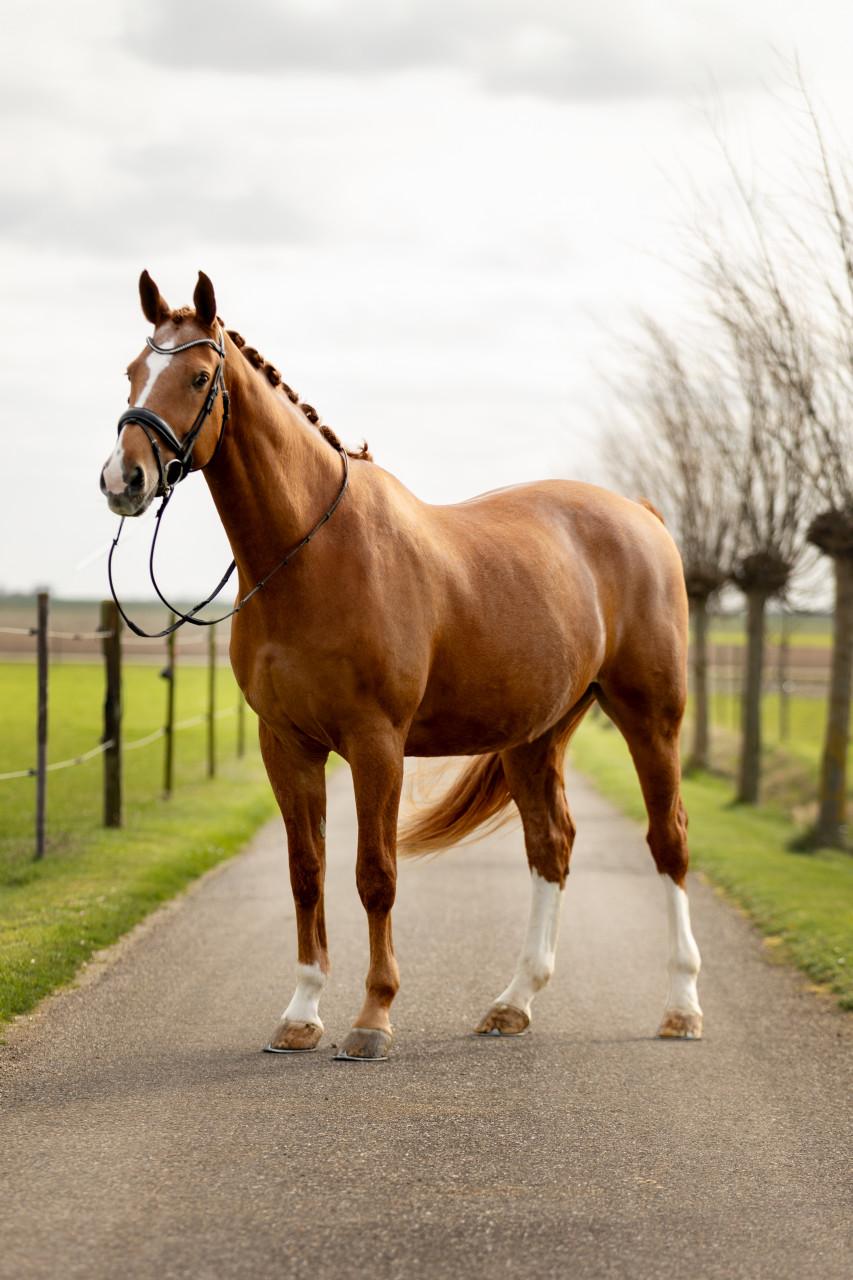 Talentvolle vos ruin (2009)