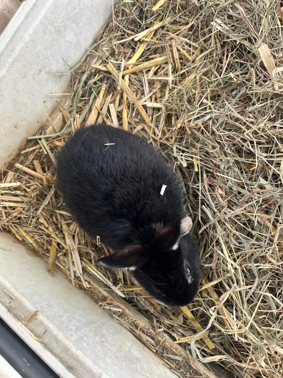 Konijnhok plus konijn