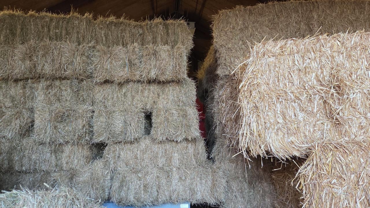 Te Koop Weidehooi grote pakken Graszaadhooi kleine balen 2 wikkelbalen