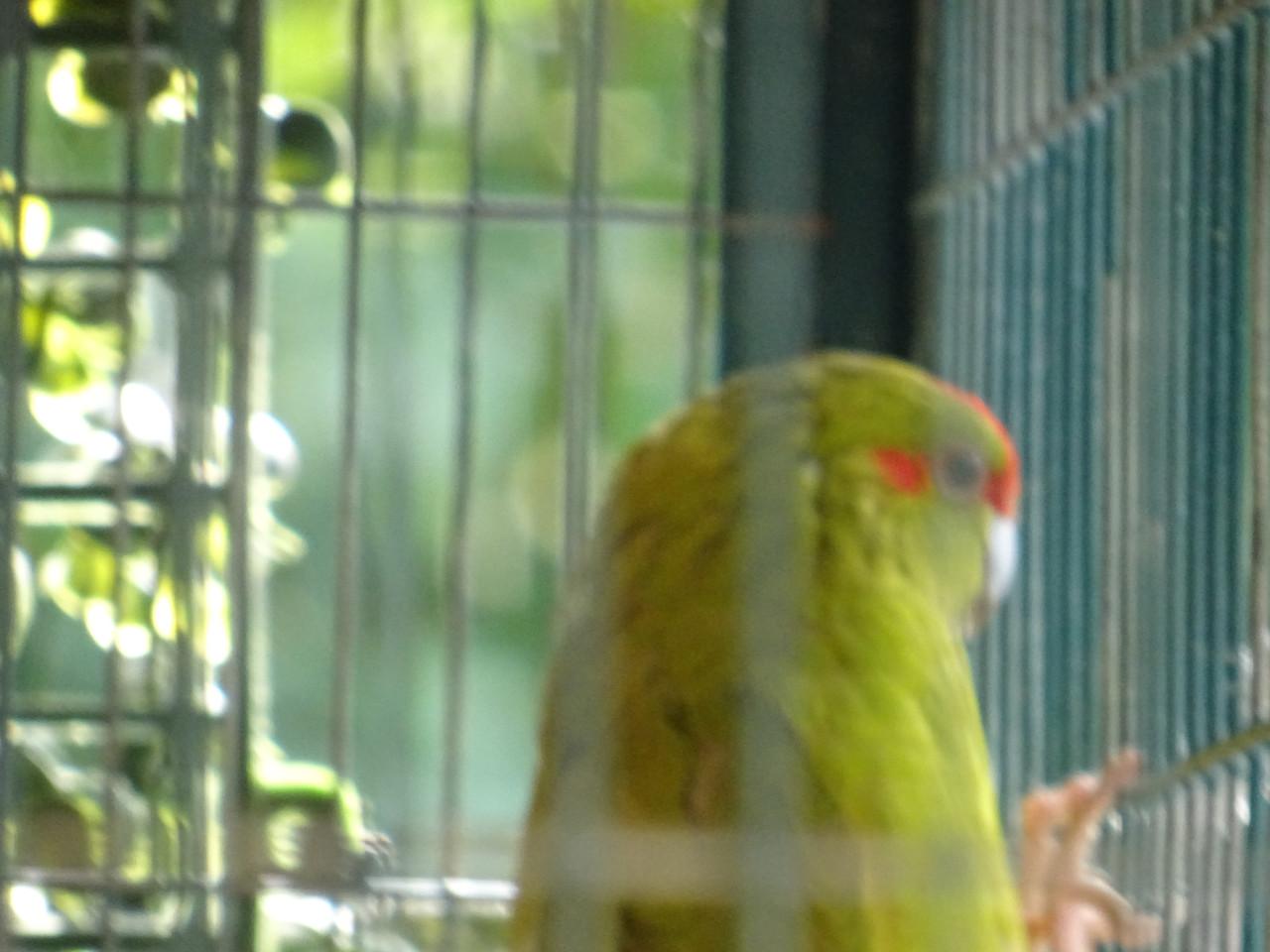 Te koop mooi koppel kakariki s laulierkleur groen met rode vlek op de kop !