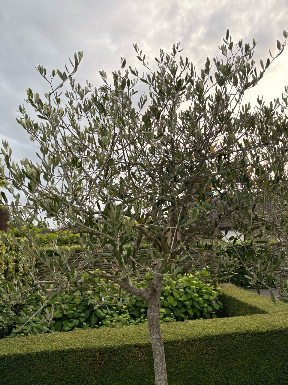 Olijfbomen in houten bloembak