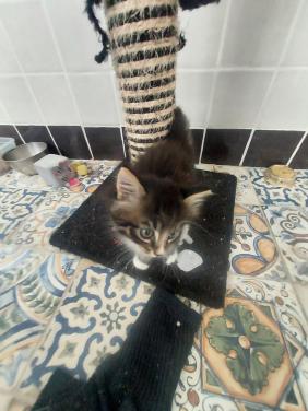 Kittens