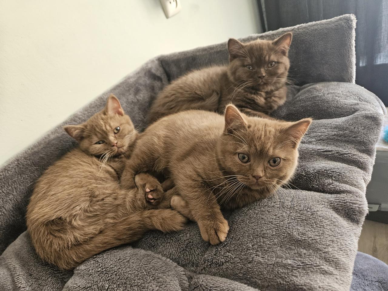 Brits Korthaar poesje zoekt blijvend huisje