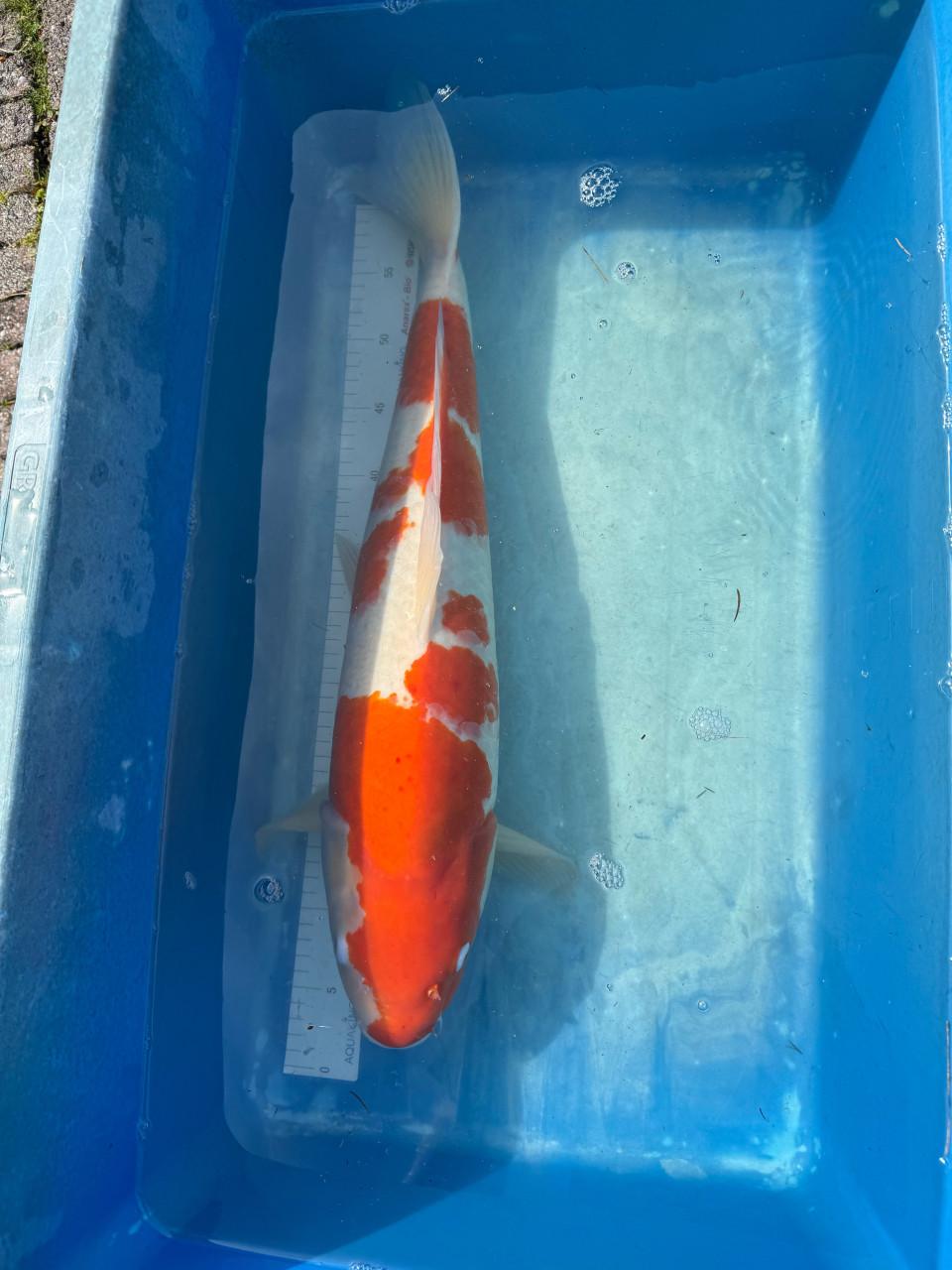 Koi Karpers en gras karper