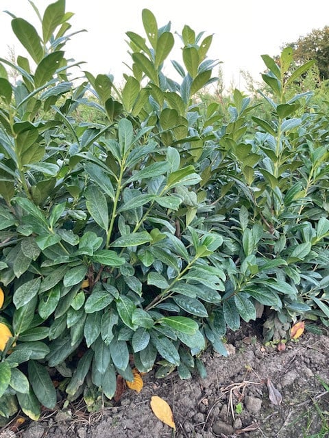 Laurierstruiken Prunus Novita/Herbergii