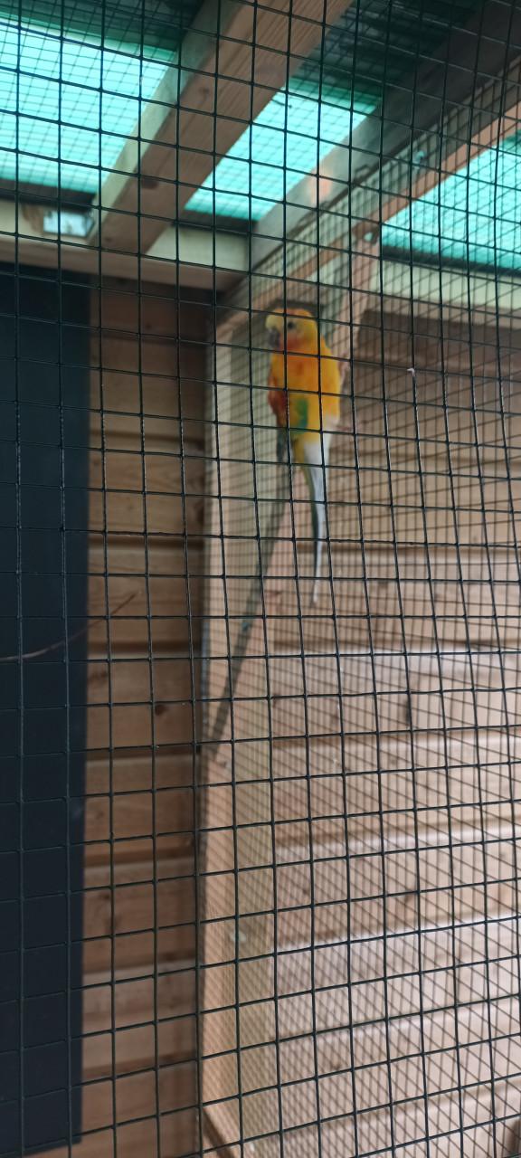 Vogels kakariki man de ruilen voor kakariki  gele man