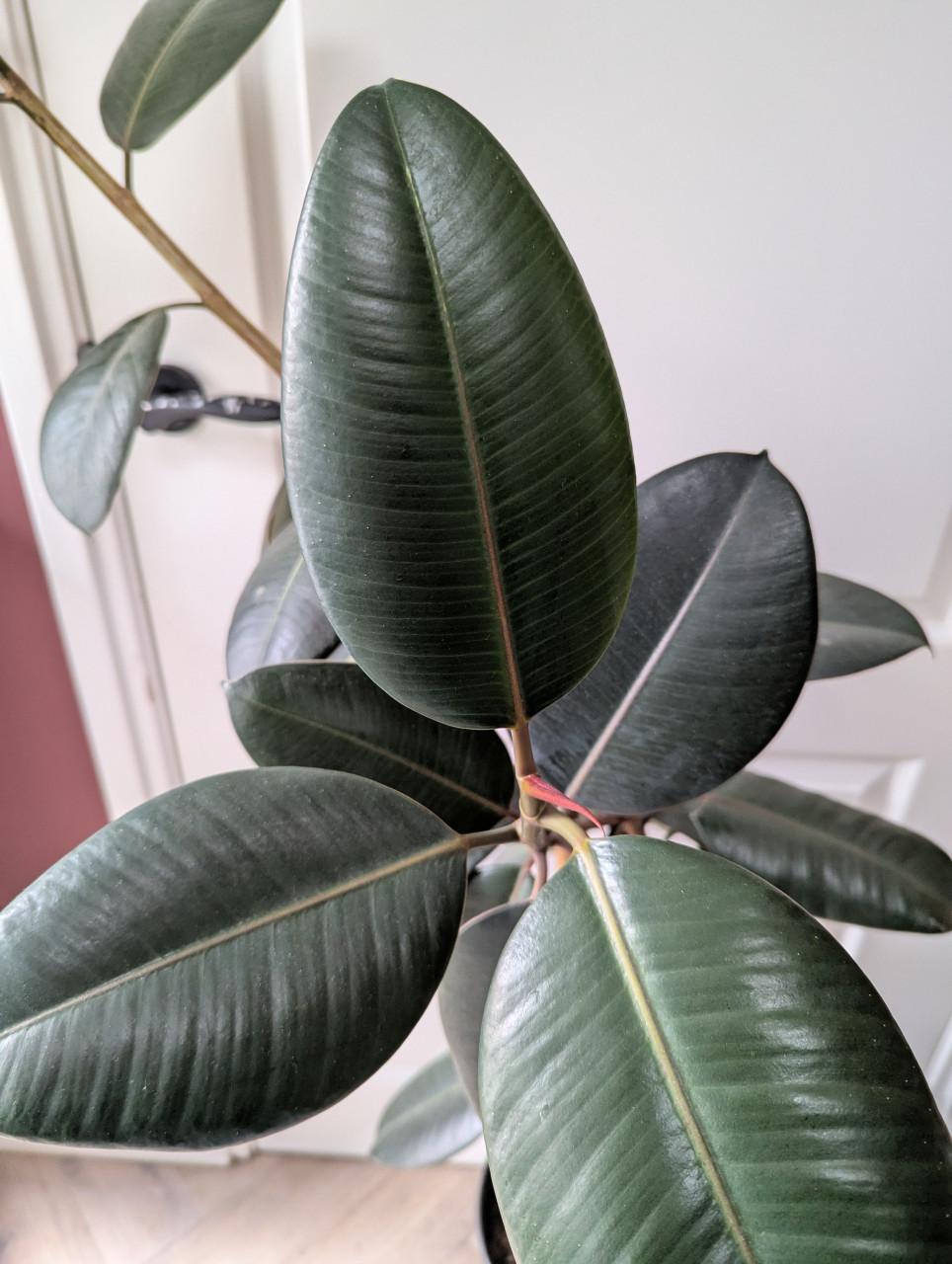 Ficus Elastica 'Robusta'