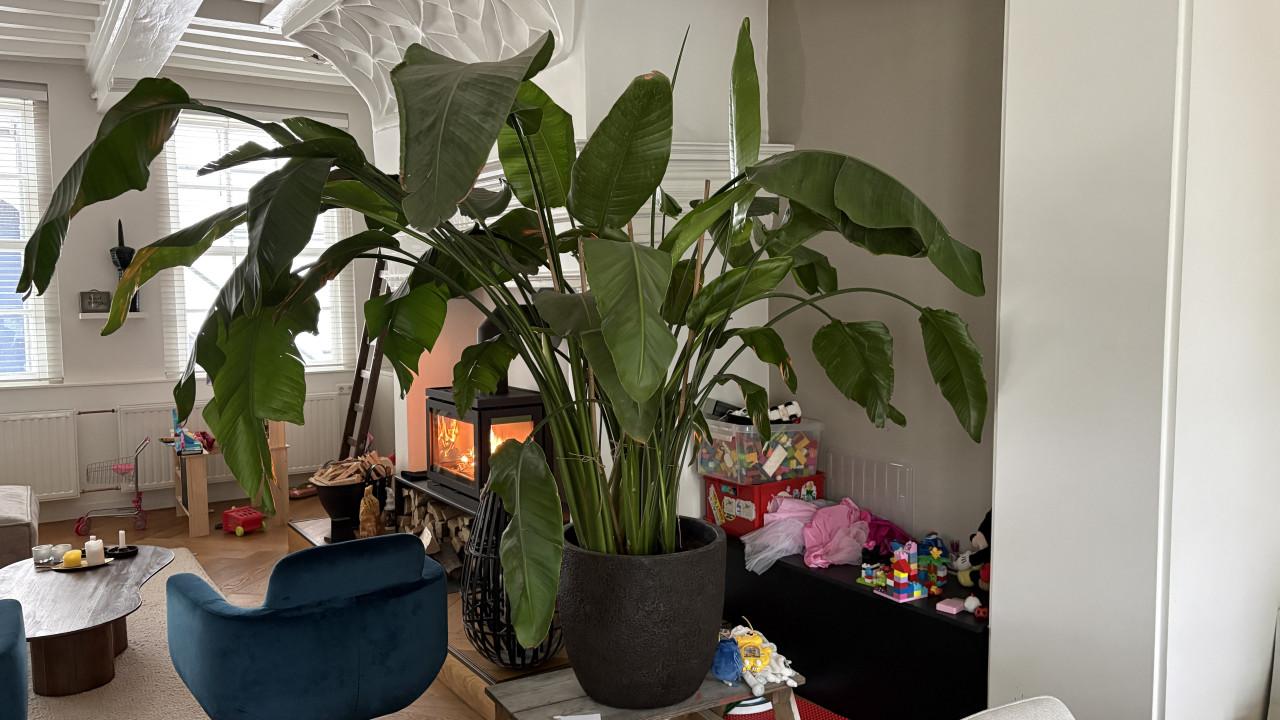 Te koop: grote monstera inclusief pot