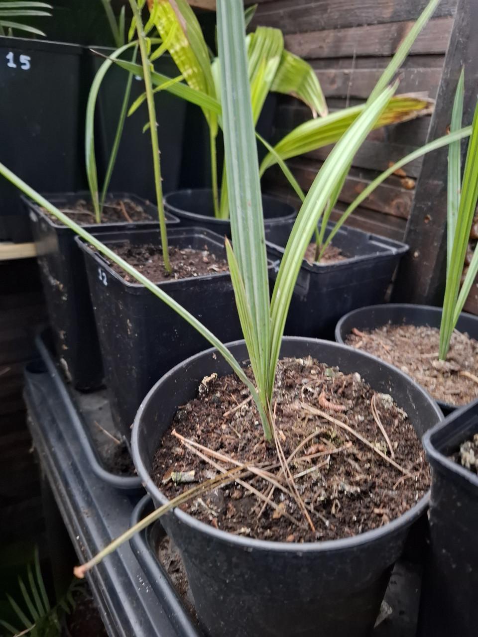 Palm zaailing Brahea Armata