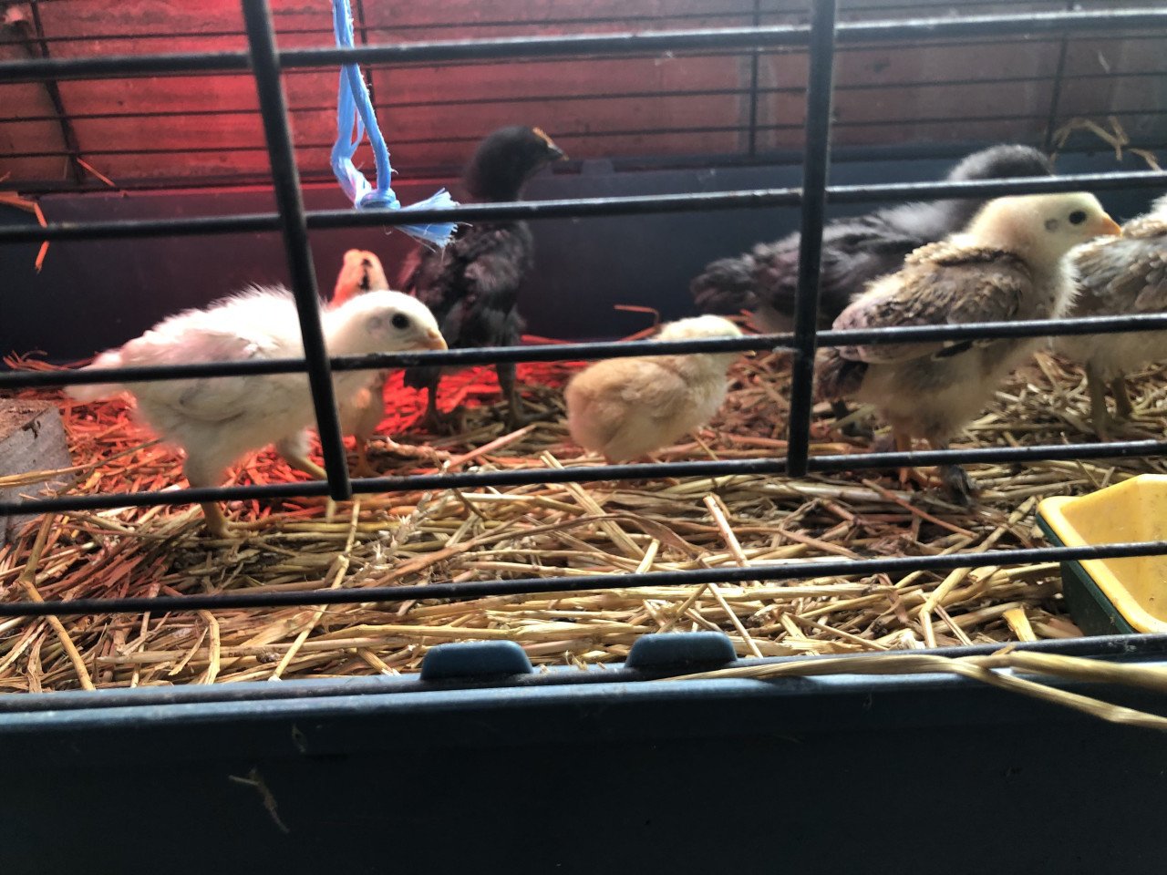 Knappe kuikens uit kleurleggers
