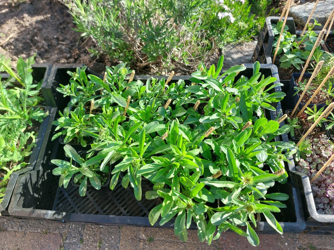 SIERTUIN EN MOESTUIN PLANTEN + BOMEN bij DE VOORDEUR