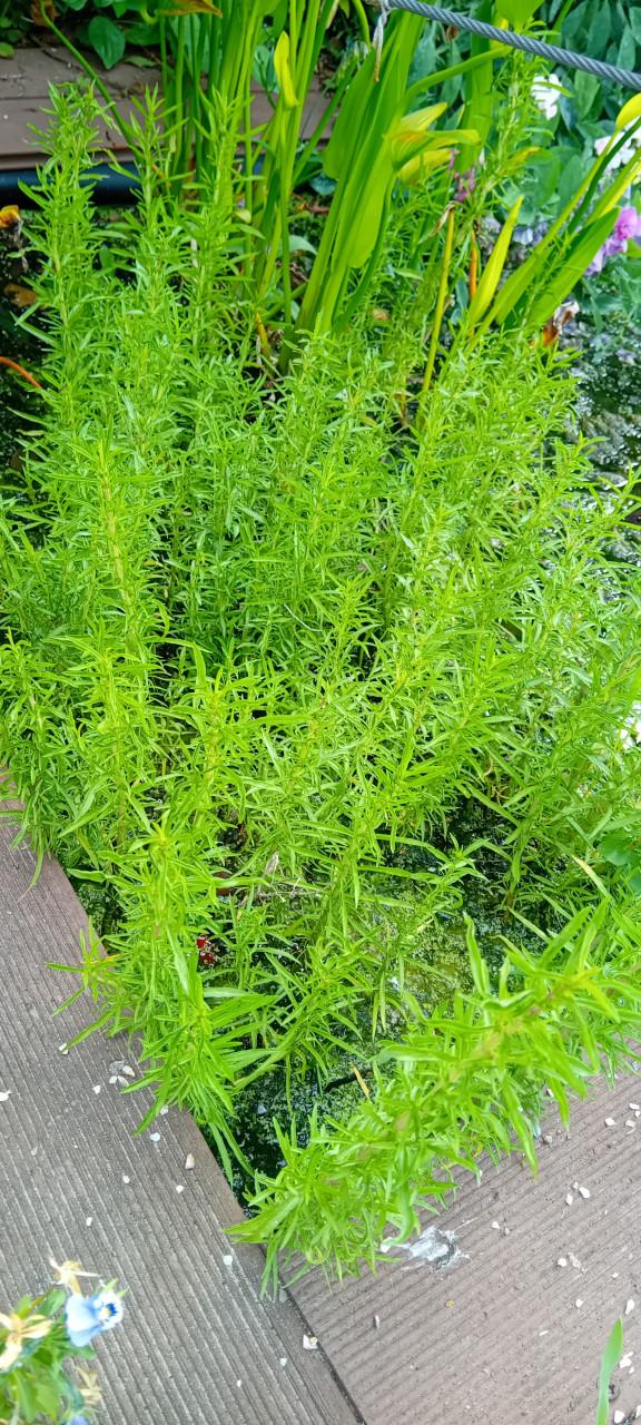 Zuurstofplanten (Hoornblad)