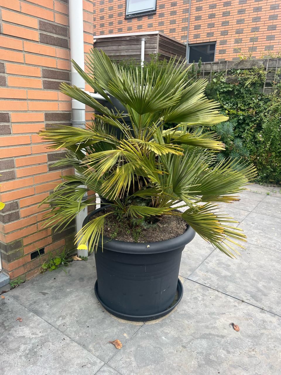 Europese dwergpalm