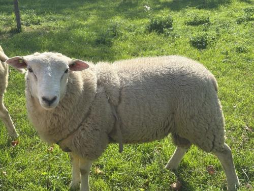 Stamboek swifter dekram uit 5 ling met hoge fokwaarde