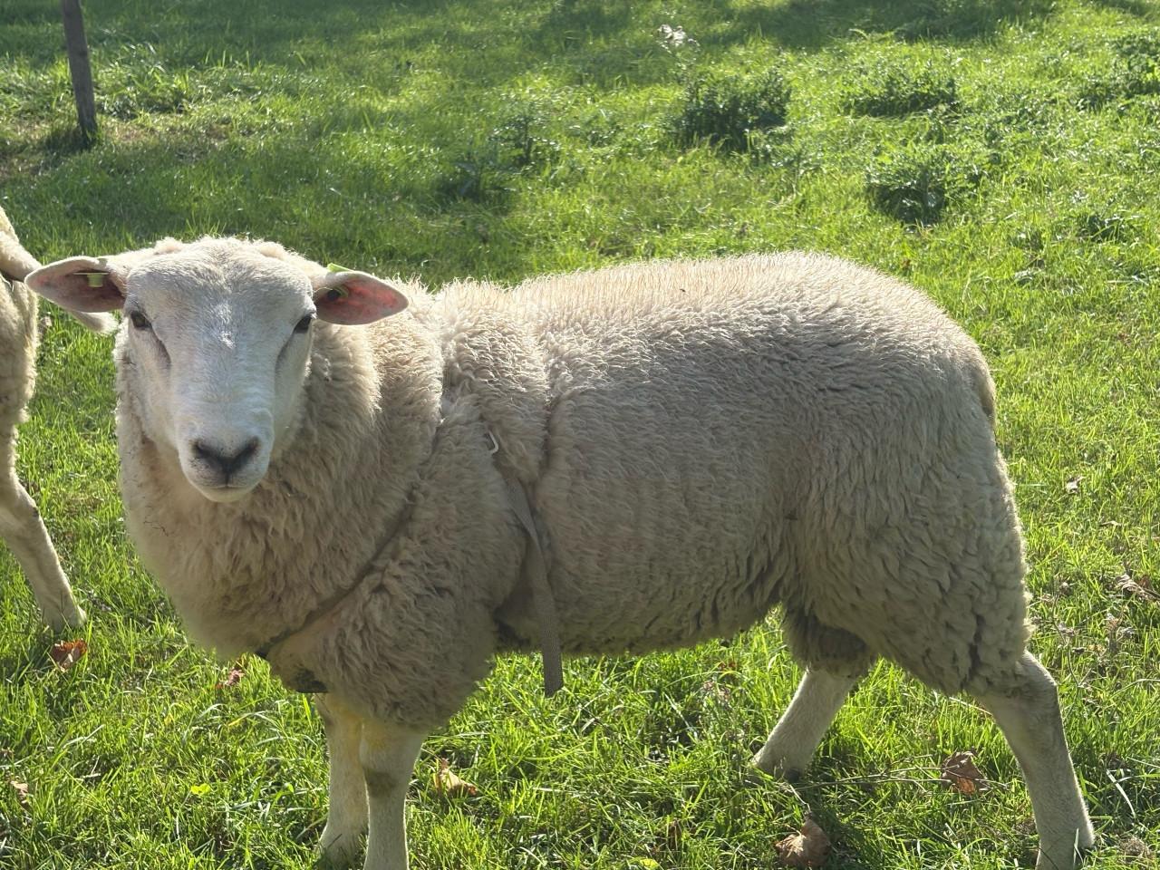 Stamboek swifter dekram uit 5 ling met hoge fokwaarde