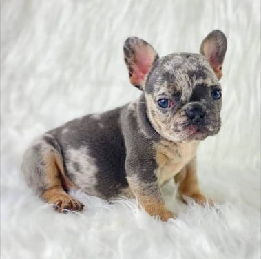 Adorable Poetic French Bulldog puppies for sale with paper work