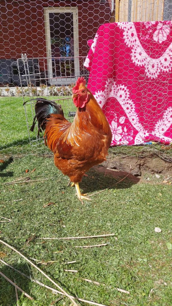 1 hen en 4 hanen zoeken een huisje!