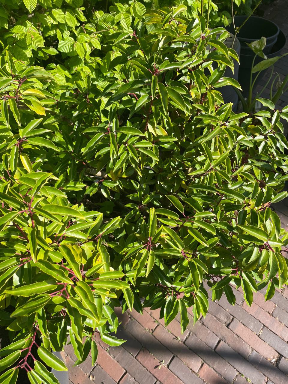 Portugese laurier - 3 stuks - volwassen