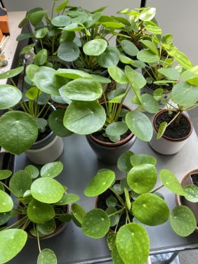 Pannekoekplanten voor binnen in huis,zonder sierpot