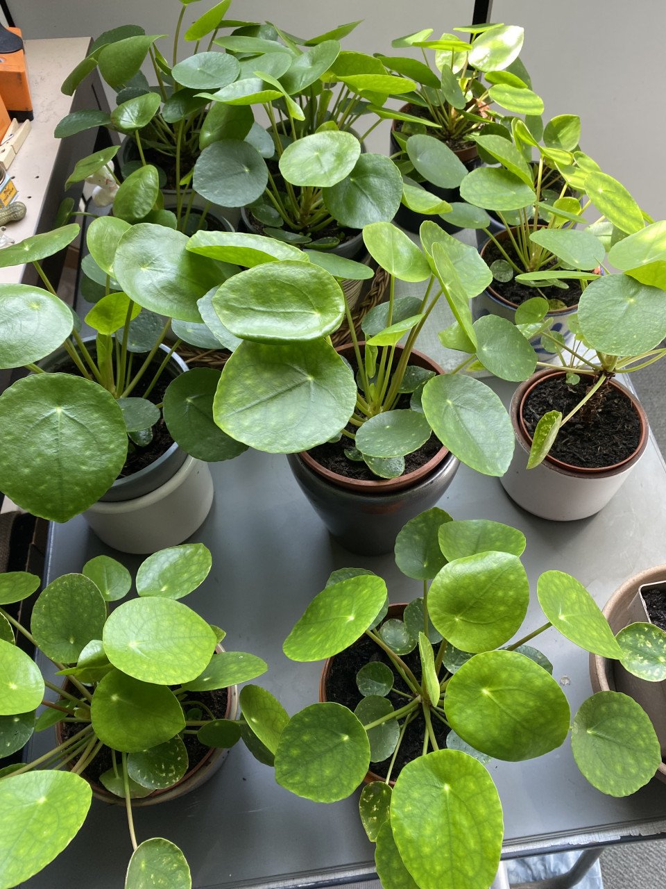 Pannekoekplanten voor binnen in huis,zonder sierpot