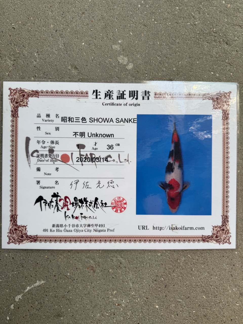 Koi de koop met en zonder certificaat