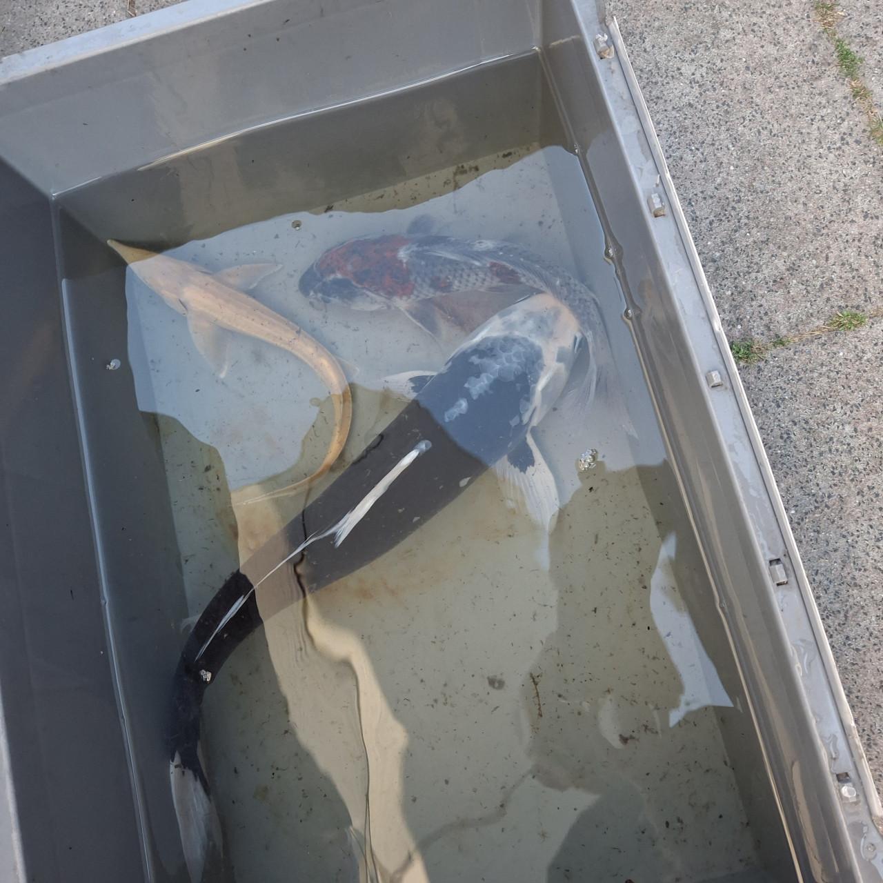 Koi en steur