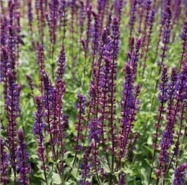 Salie (Salvia nemorosa 'Caradonna), 30 stuks, grote plant