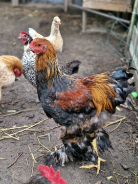 Keurige grote brahma haan