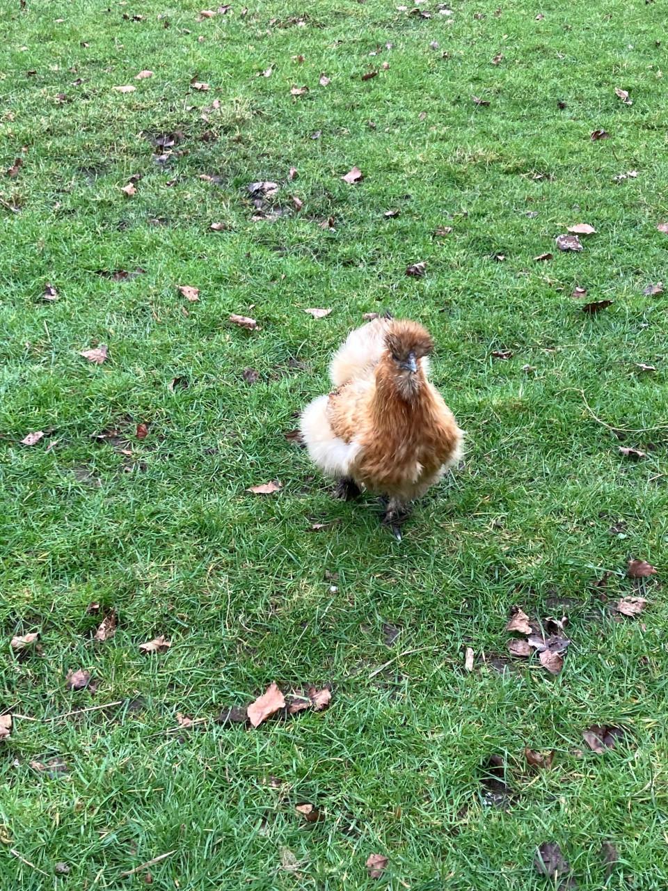 Broed eitjes zijdehoen kippen