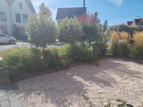 Bontbladige bolboompjes op stam – Gezond en vol – Zelf uitgraven / T.E.A.B.