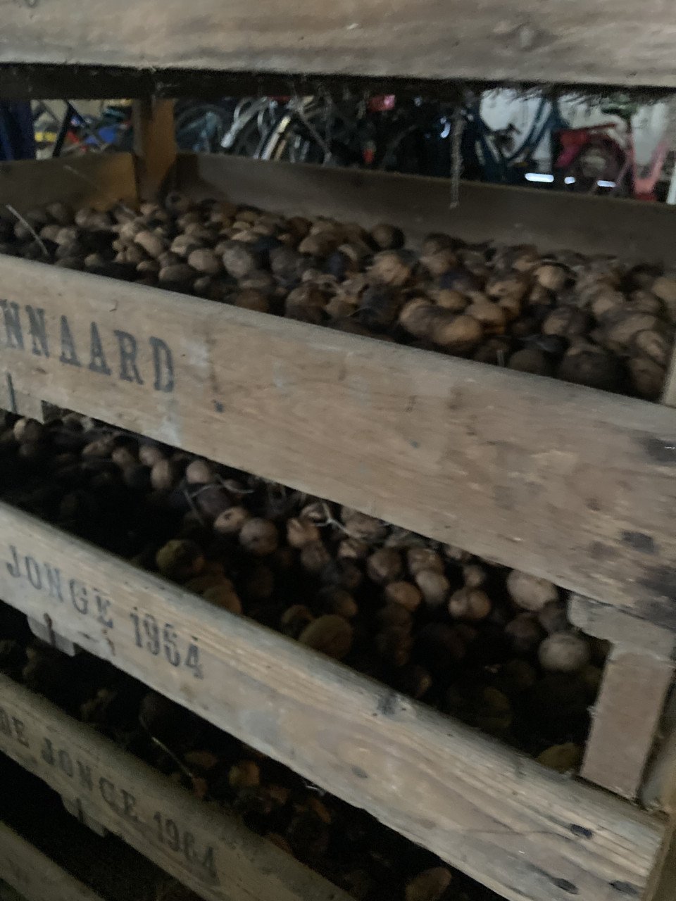 13 kg walnoten oogst 2025