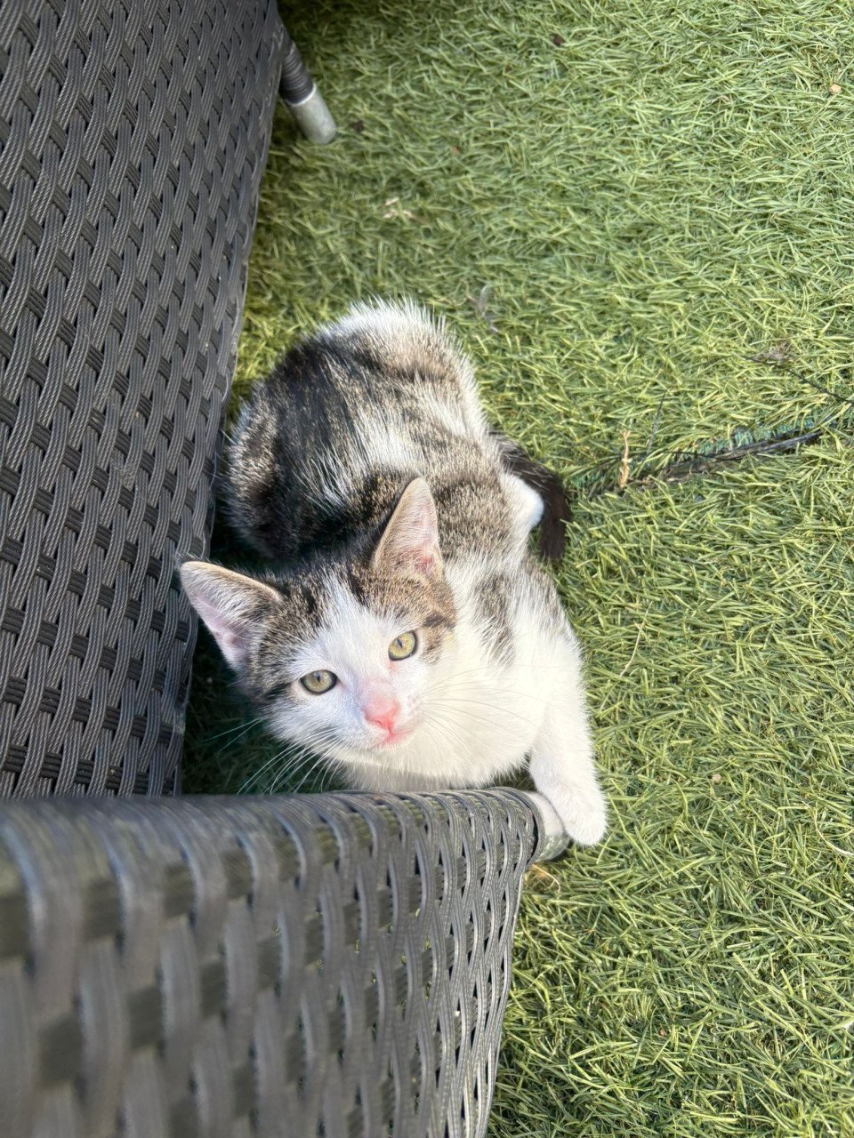 2 kittens