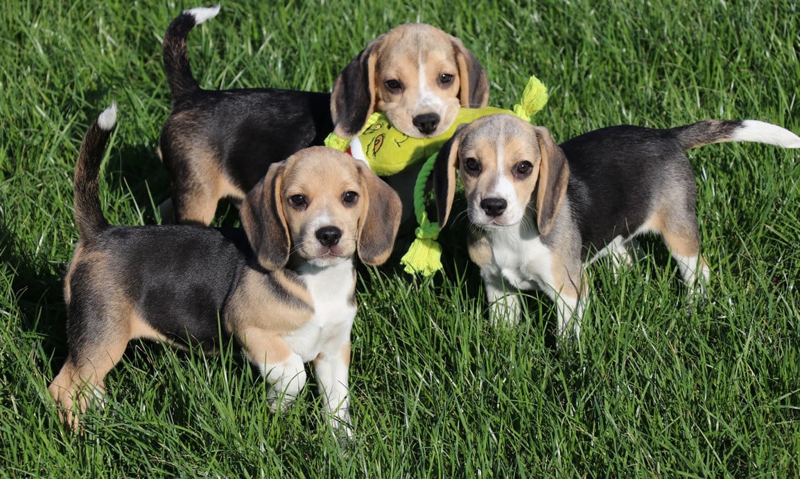Beagle pups