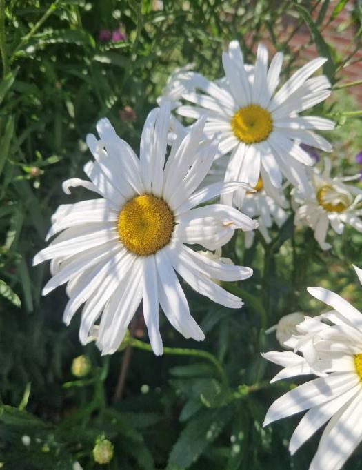 Gifvrije vaste tuinplantjes - zelfgekweekt