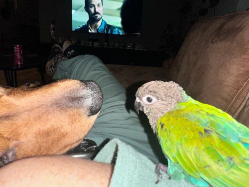 Pyrhurra / groenwang parkiet