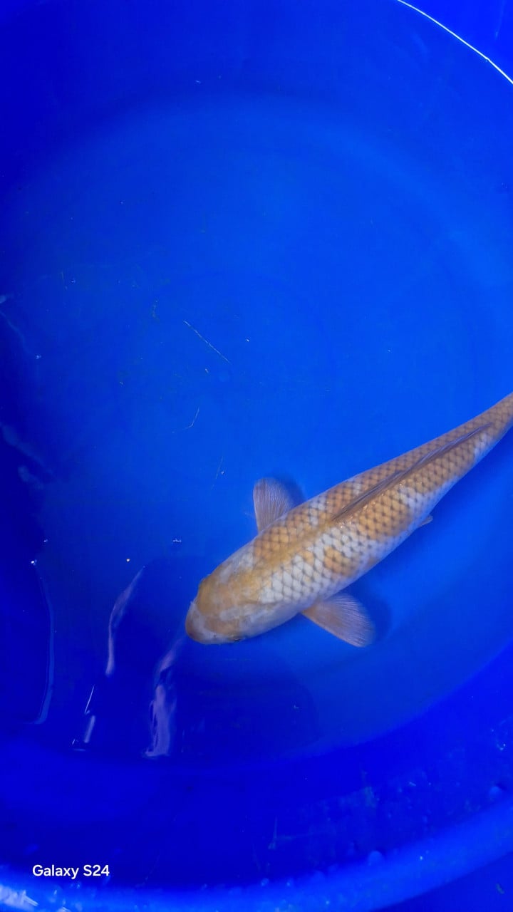 Japanse koi 30-40cm