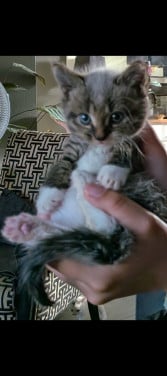 Nog 1 kitten kruising: Europees/Britse korthaar/Turkse Angora