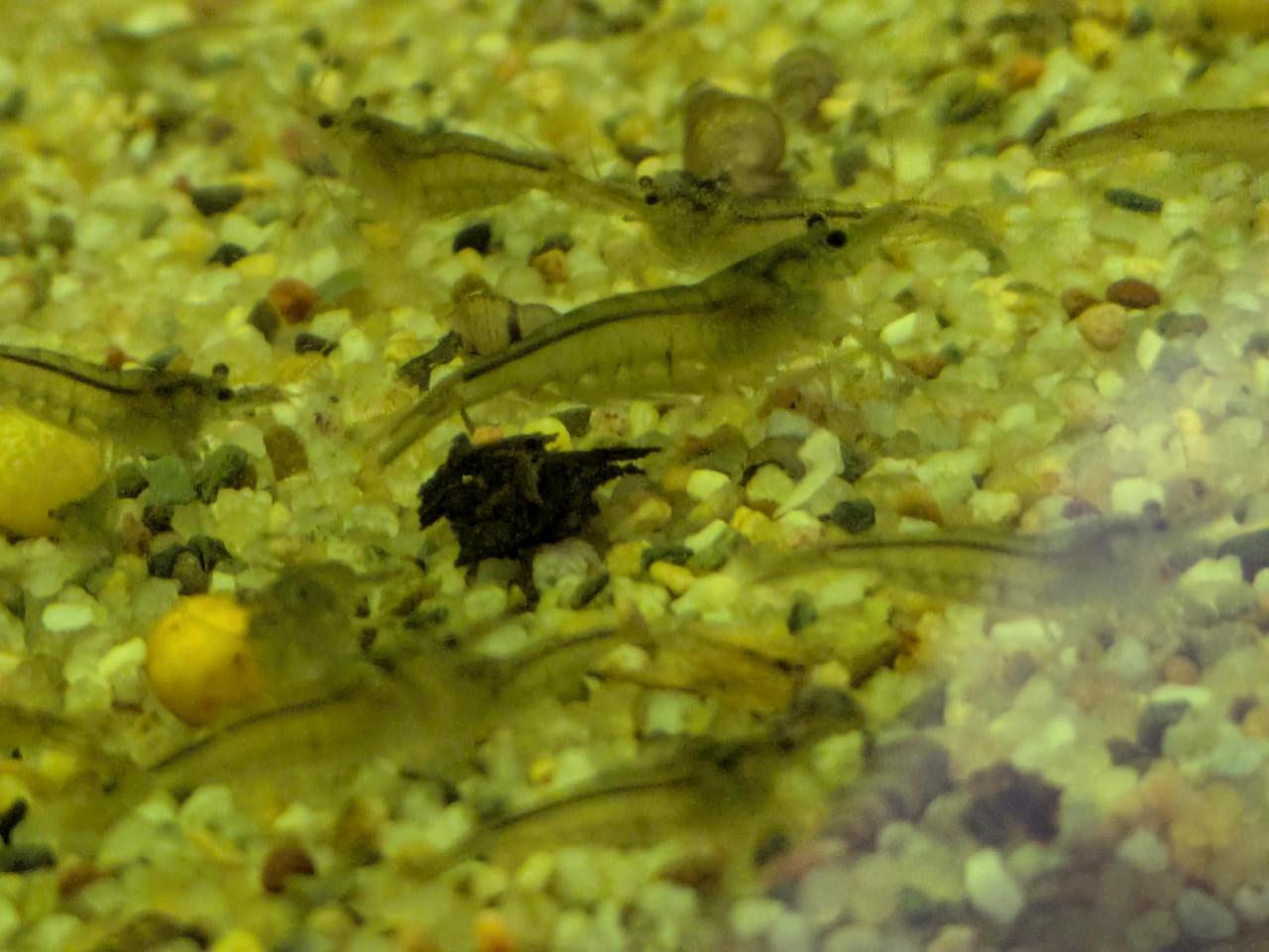 Neocaridina wildkleur (mini japonica)