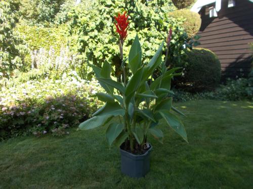 CANNA kleur rood . Groot