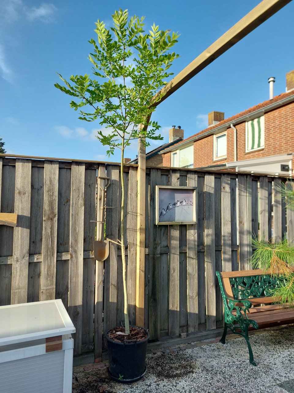 TOMATEN PLANTEN EN SIERTUIN PLANTEN BIJ DE VOORDEUR + bomen VEEL NIEUWE