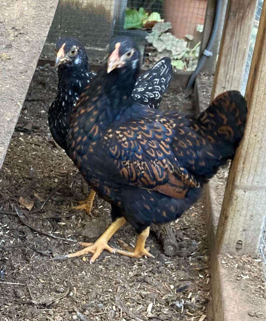 Barnevelder kriel hennen