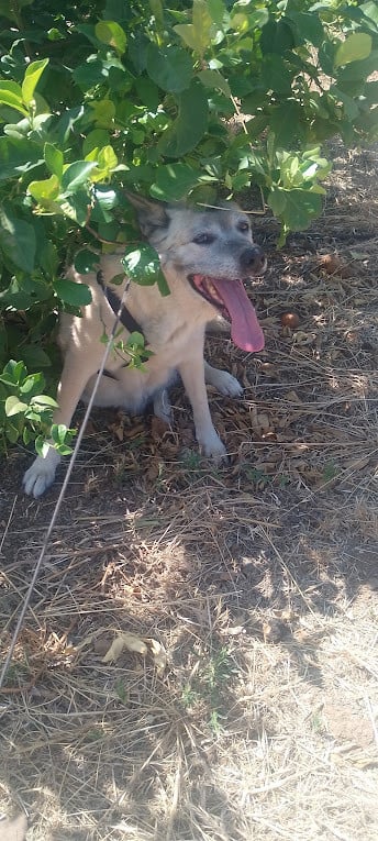Alora Dog Rescue: Maria is het vertrouwen in de mens niet verloren